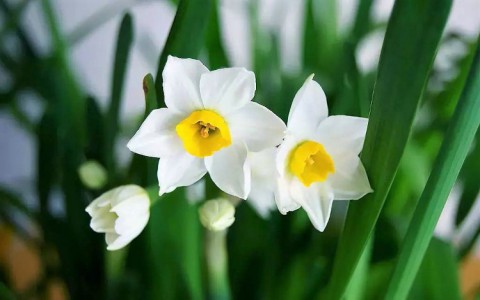10 loại hoa đẹp nhất Việt Nam - ý nghĩa của từng loại hoa